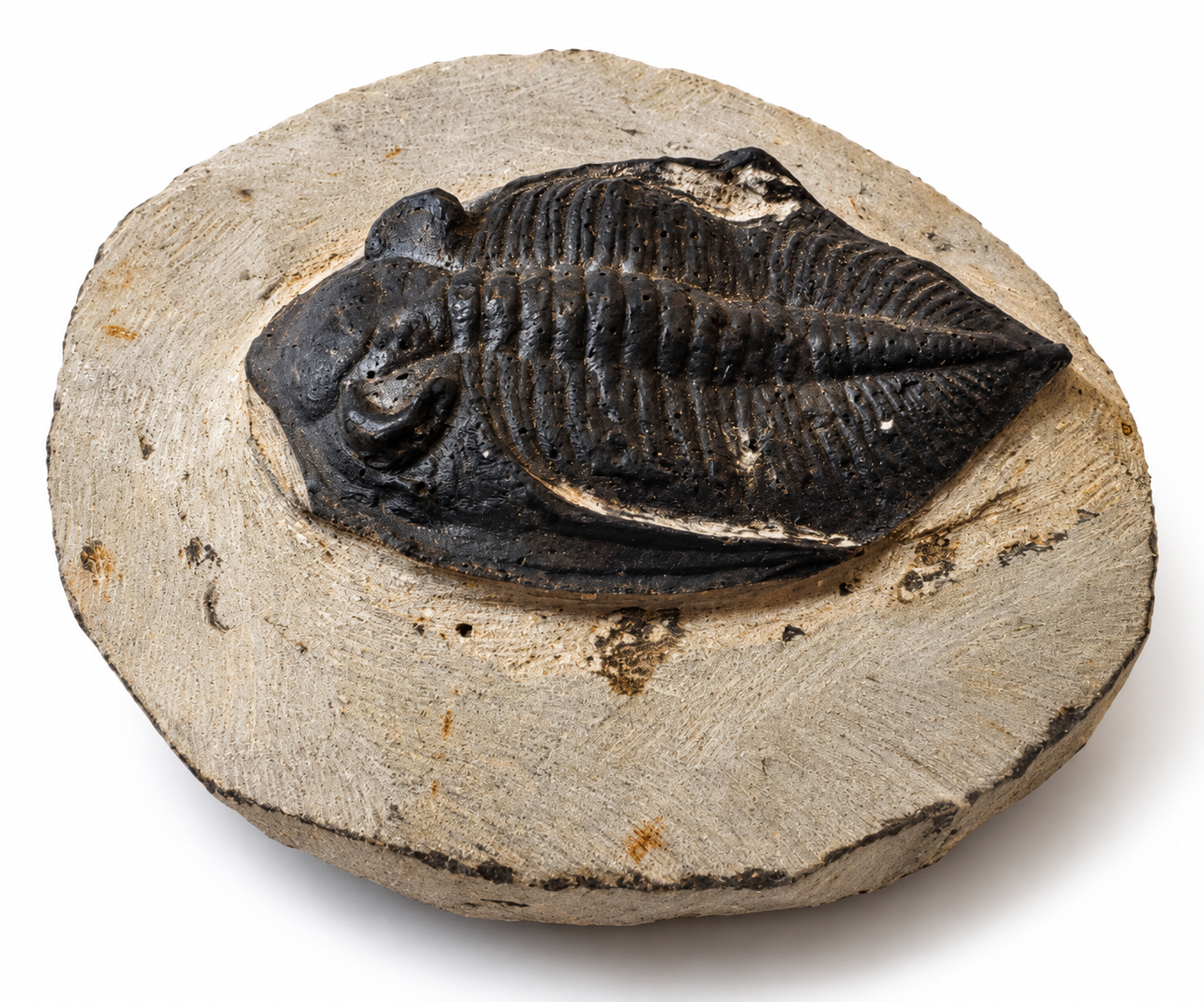 Trilobit Phacopida – fosilie z Maroka,431 g