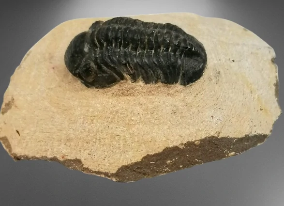 Trilobit Phacops 125 g