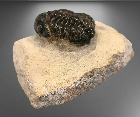Trilobit Phacops 81 g