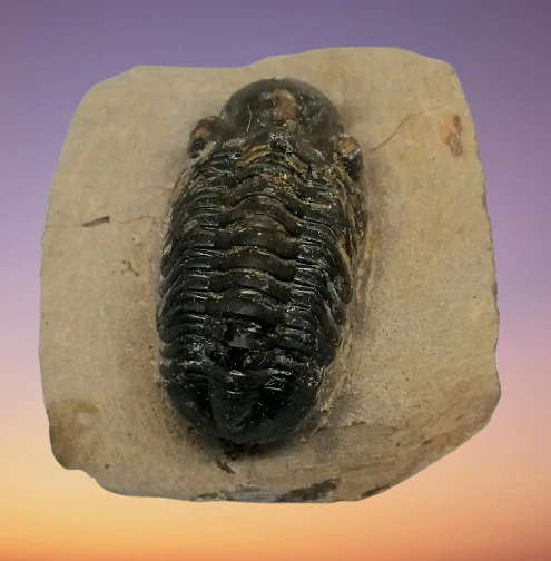 Trilobit Phacops 59,6 g