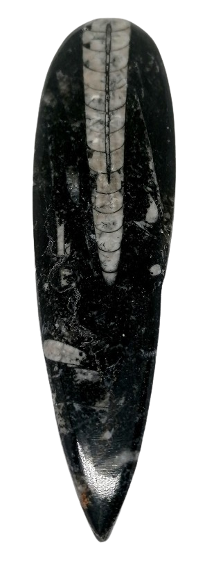 Orthoceras – fosilie 86 g | Pravěký zkamenělý hlavonožec