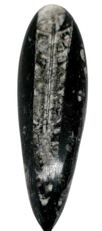 Orthoceras fosílie v mateční hornině 147 g