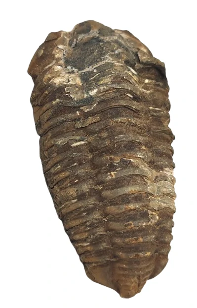 Trilobit CALYMENE velký, 150 g