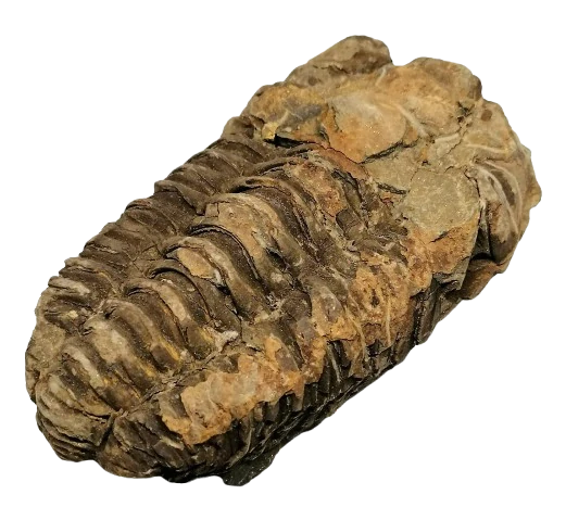 Trilobit Calymene velký 170 g – fosilie z Maroka (ordovik)