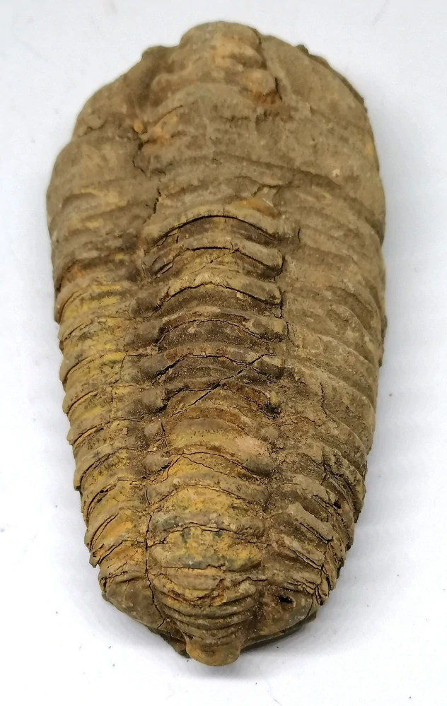 Trilobit Calymene, větší, 170 g