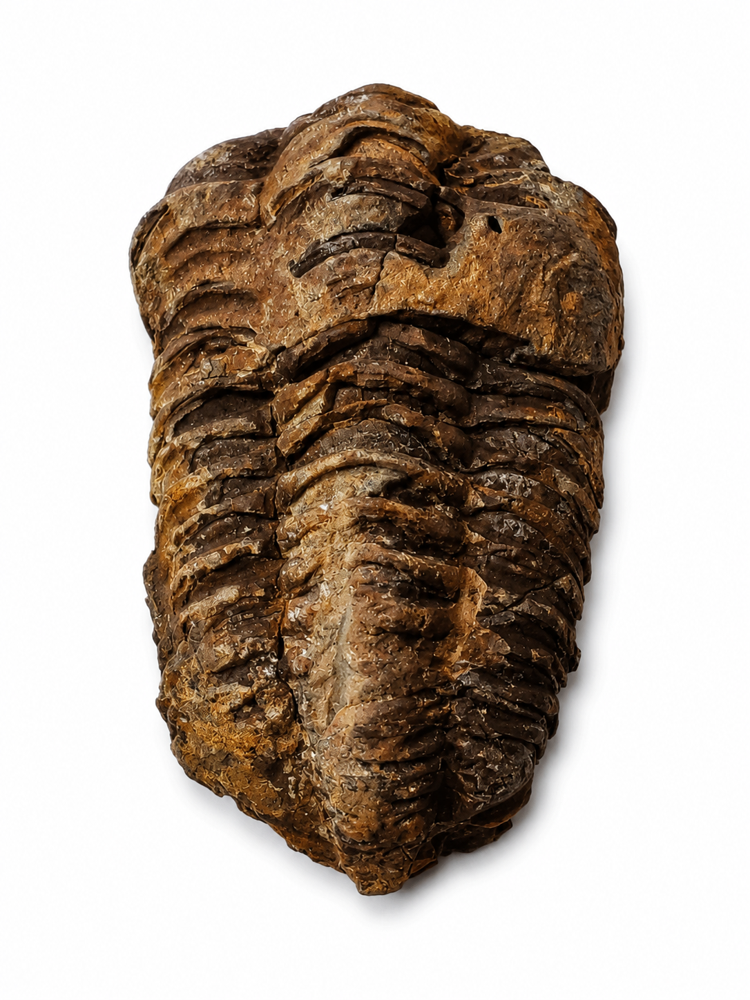 Trilobit Calymene, větší, 101 g