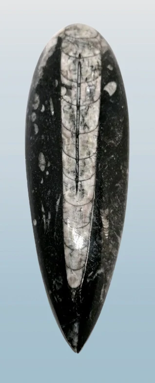 Orthoceras, obří 15 cm