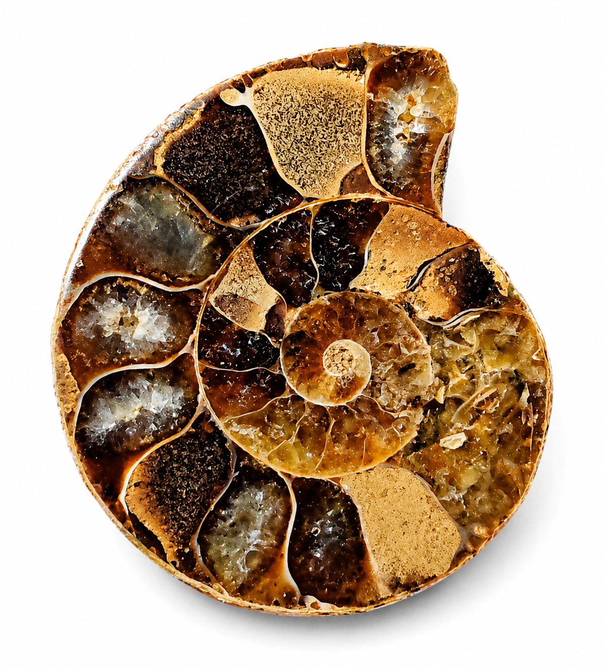 Leštěný amonit 11,7 g Madagaskar