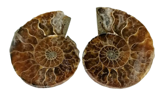 Amonit s oběma půlkami – přírodní fosilie, 40 g