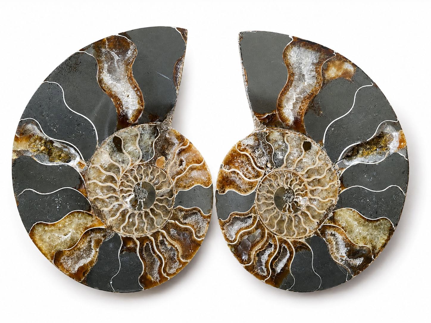 Amonit – velký pár 470 g | 13 × 10,5 × 1,5 cm | Madagaskar