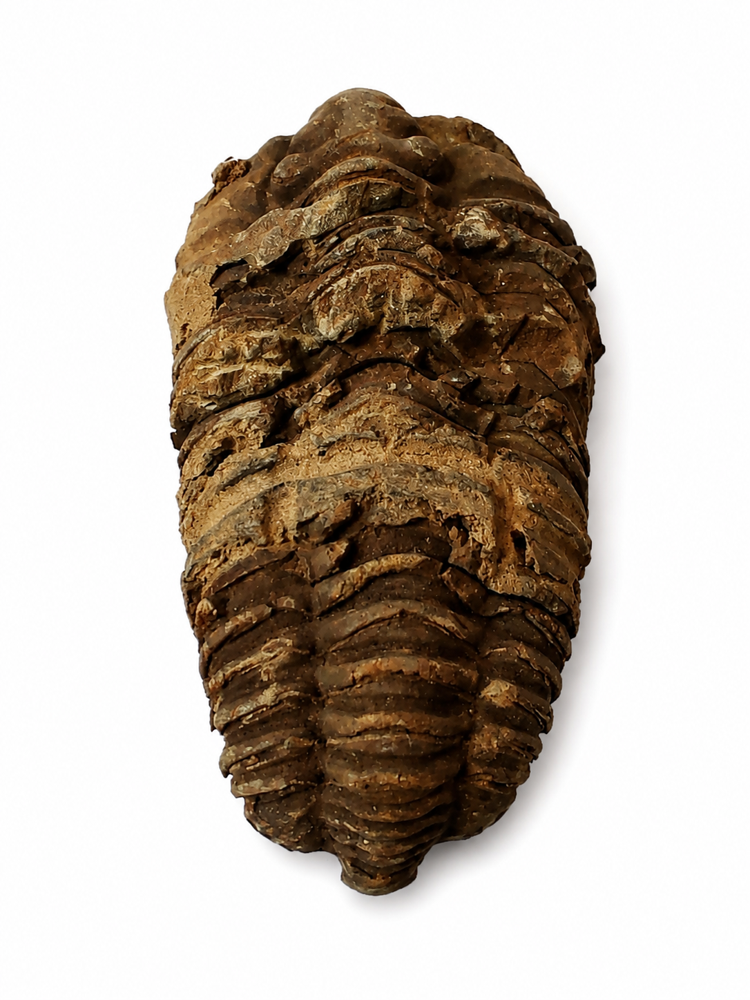 Trilobit Calymene – 110 g | fosilie stará cca 460 milionů let, Maroko
