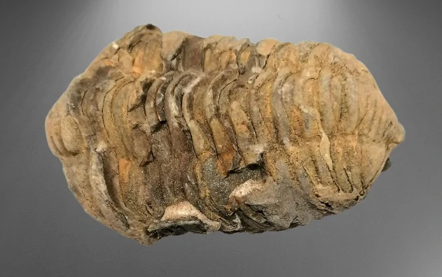 Trilobit Calymene velký 99 g