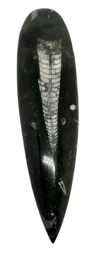 Orthoceras fosílie Maroko 223 g