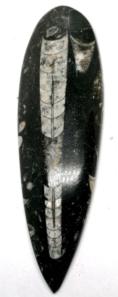 Orthoceras, fosílie v mateční hornině 170 g