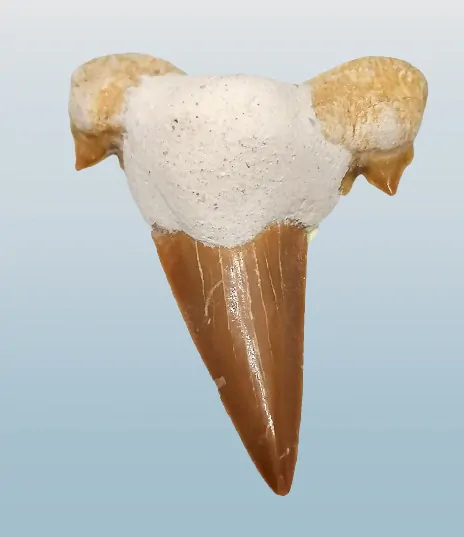 Fosilní žraločí zub velký 5 cm