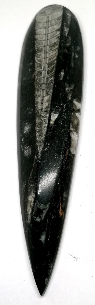 Orthoceras, fosílie velká 173 g