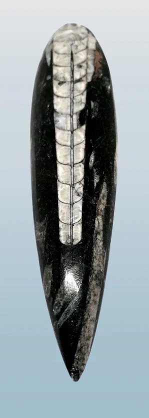 Orthoceras, fosílie v mateční hornině, 150 g
