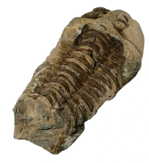 Trilobit Calymene fosilie 157 g pro sběratele a milovníky historie