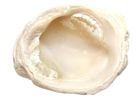 Přírodní zkamenělý korál na mušli (Phu Quoc, Vietnam) | surový dekorativní kus (44 g, 5,5 × 4,5 × 2,5 cm)