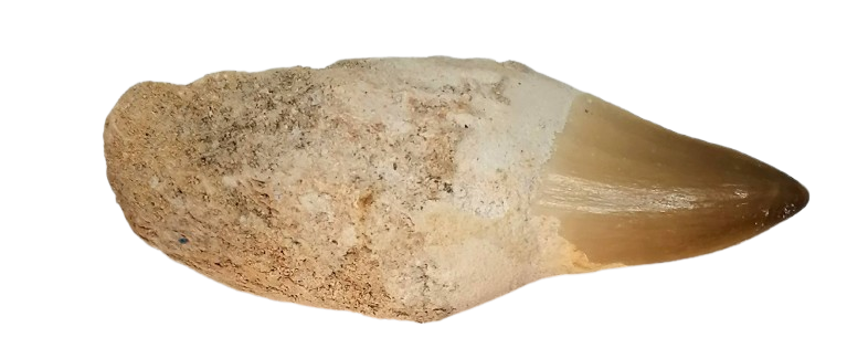 Mosasaurus fosilní zub s kostí 28 g