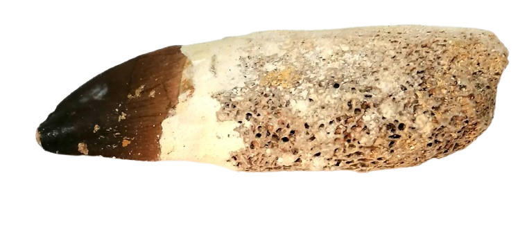 Mosasaurus fosilní zub s kostí 36 g