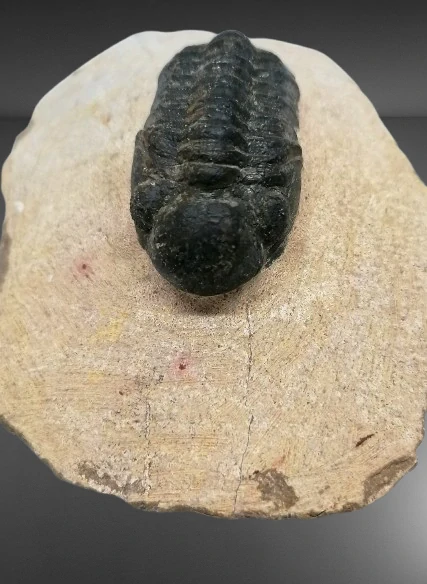 Trilobit Phacops 125 g