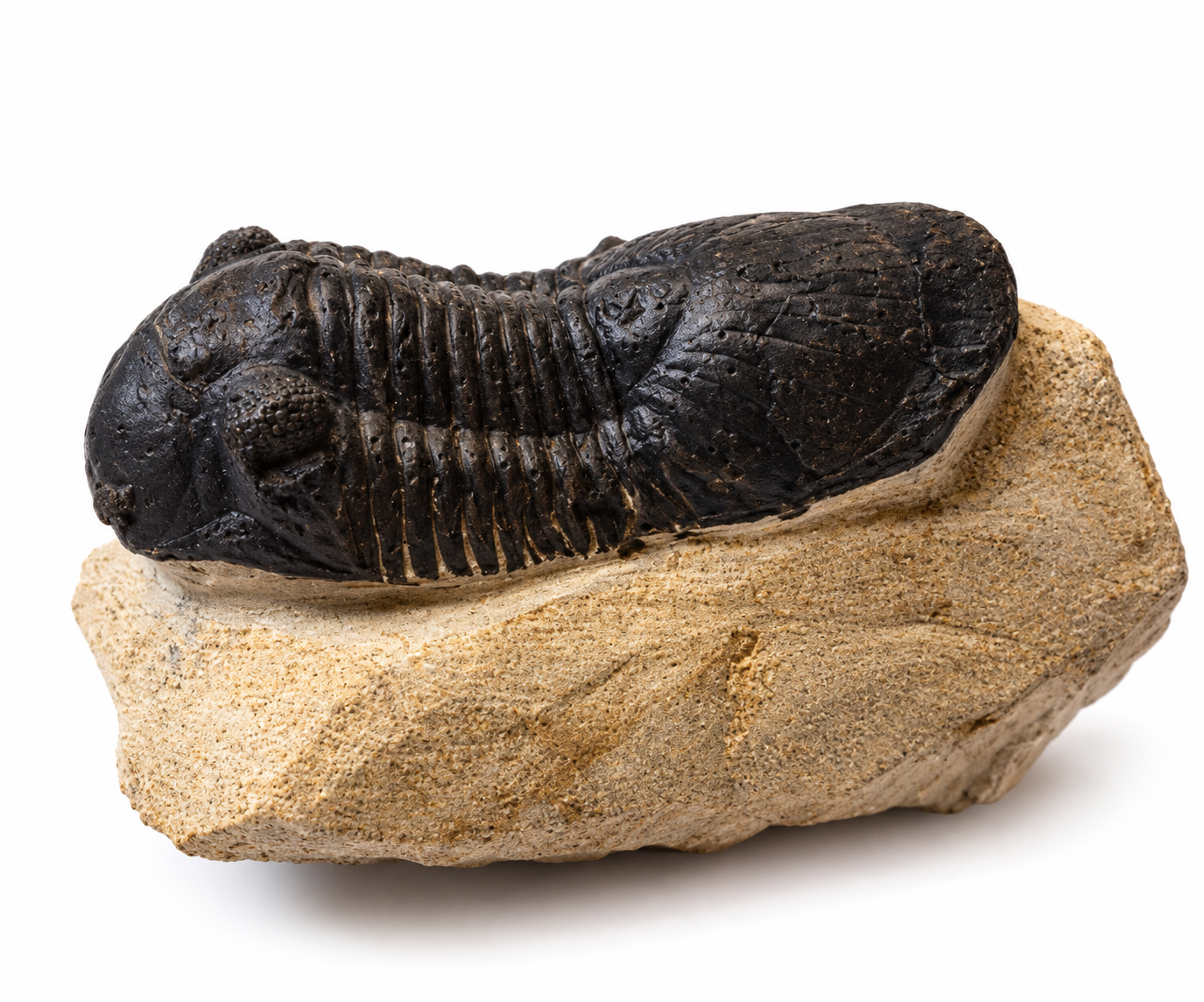 Trilobit Phacops – pravěká fosilie z Maroka, devon, 225 g