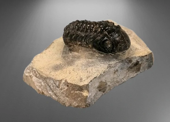 Trilobit Phacops 81 g