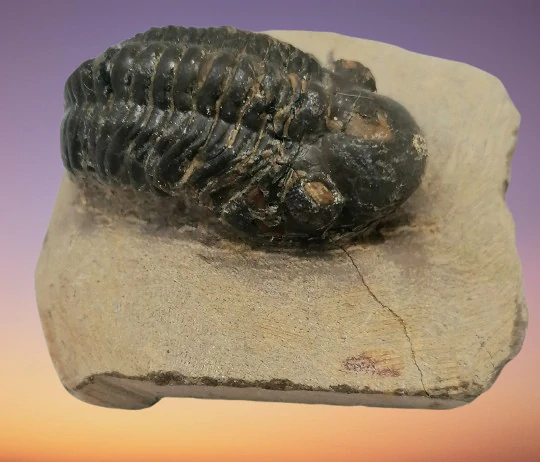 Trilobit Phacops 59,6 g
