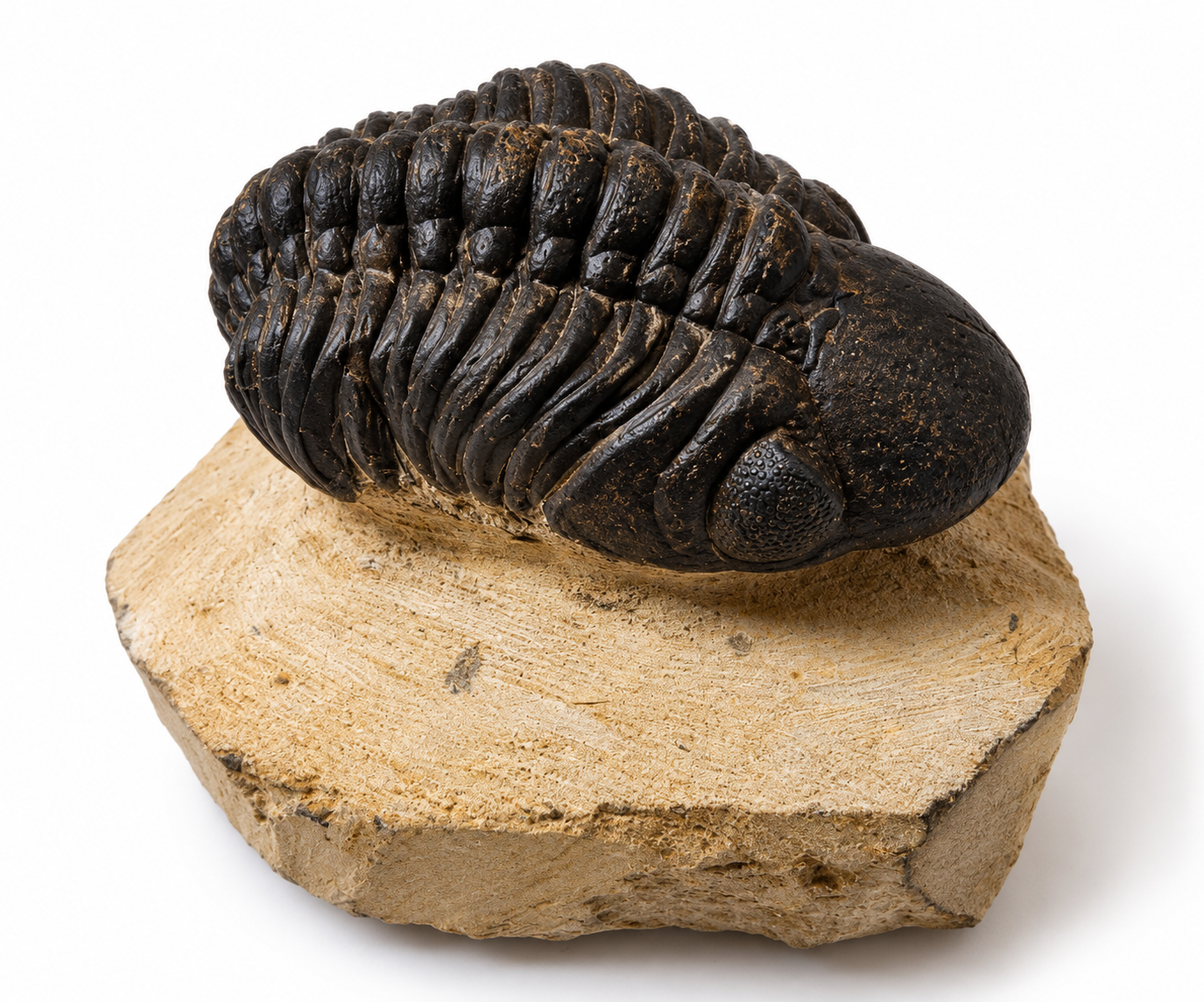 Trilobit Phacops – pravěká fosilie z Maroka, devon, 