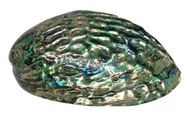 Exkluzivní mušle Paua cca 13 cm