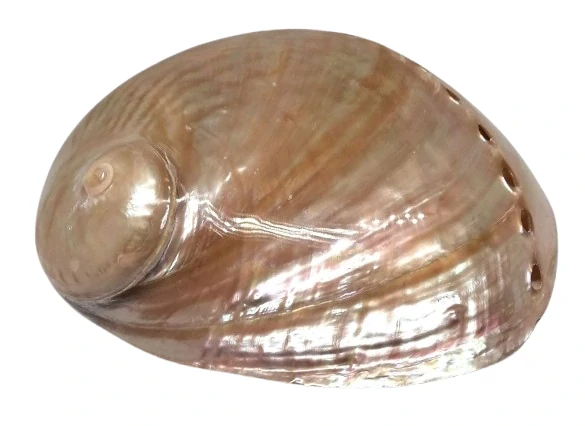 Novinka exkluzivní mušle Paua světlá 13,5 cm