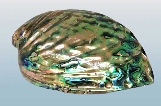 Exkluzivní mušle Paua (Abalone) – dar moře z Nového Zélandu