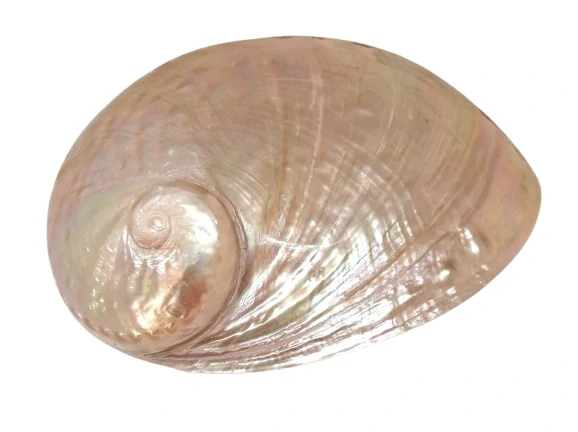 Novinka exkluzivní mušle Paua světlá 14 cm