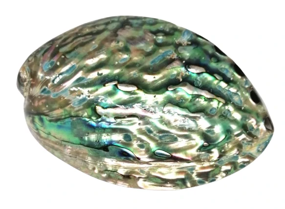 Exkluzivní mušle Paua-Abalone 12,5 cm, Nový Zéland