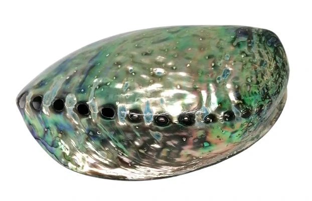 Exkluzivní mušle Paua-Abalone 12 cm, Nový Zéland