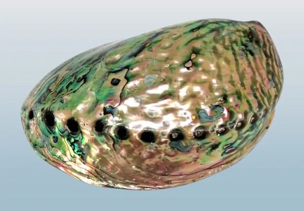 Vykuřovací miska na svazky - natur Paua abalone