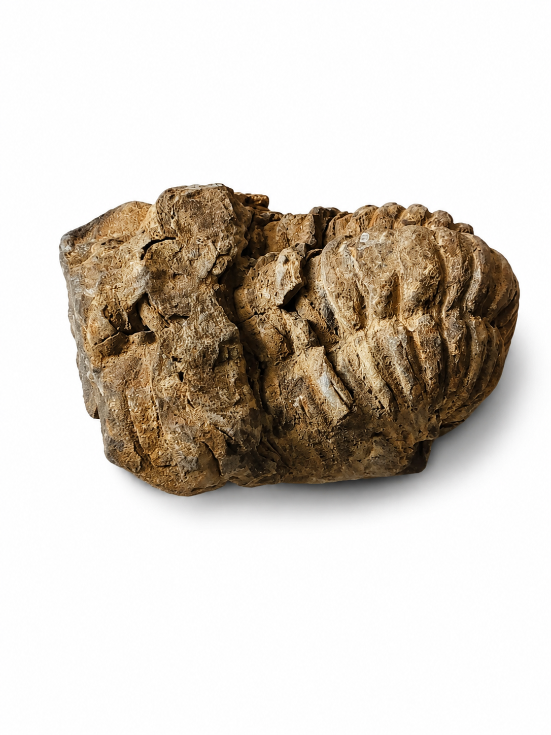 Trilobit v B. kvalitě, 89 g