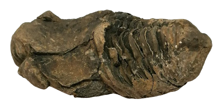 Trilobit v B.kvalitě, 100 g
