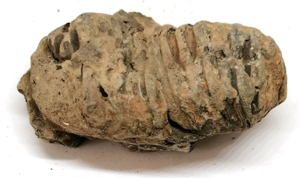 Trilobit v B.kvalitě, 120 g