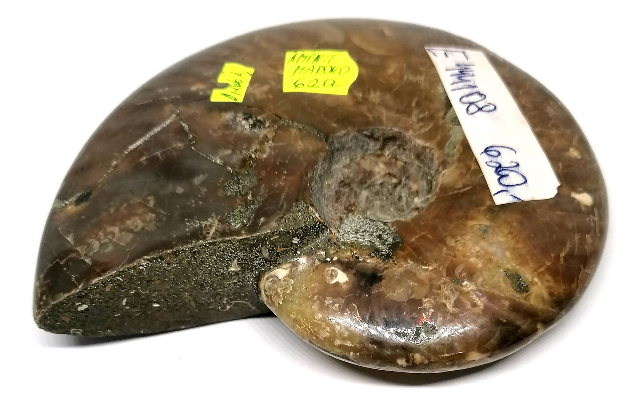 Leštěný celý amonit 10,5 x 8,2 cm – Maroko, fosilie pro esoteriku i dekoraci