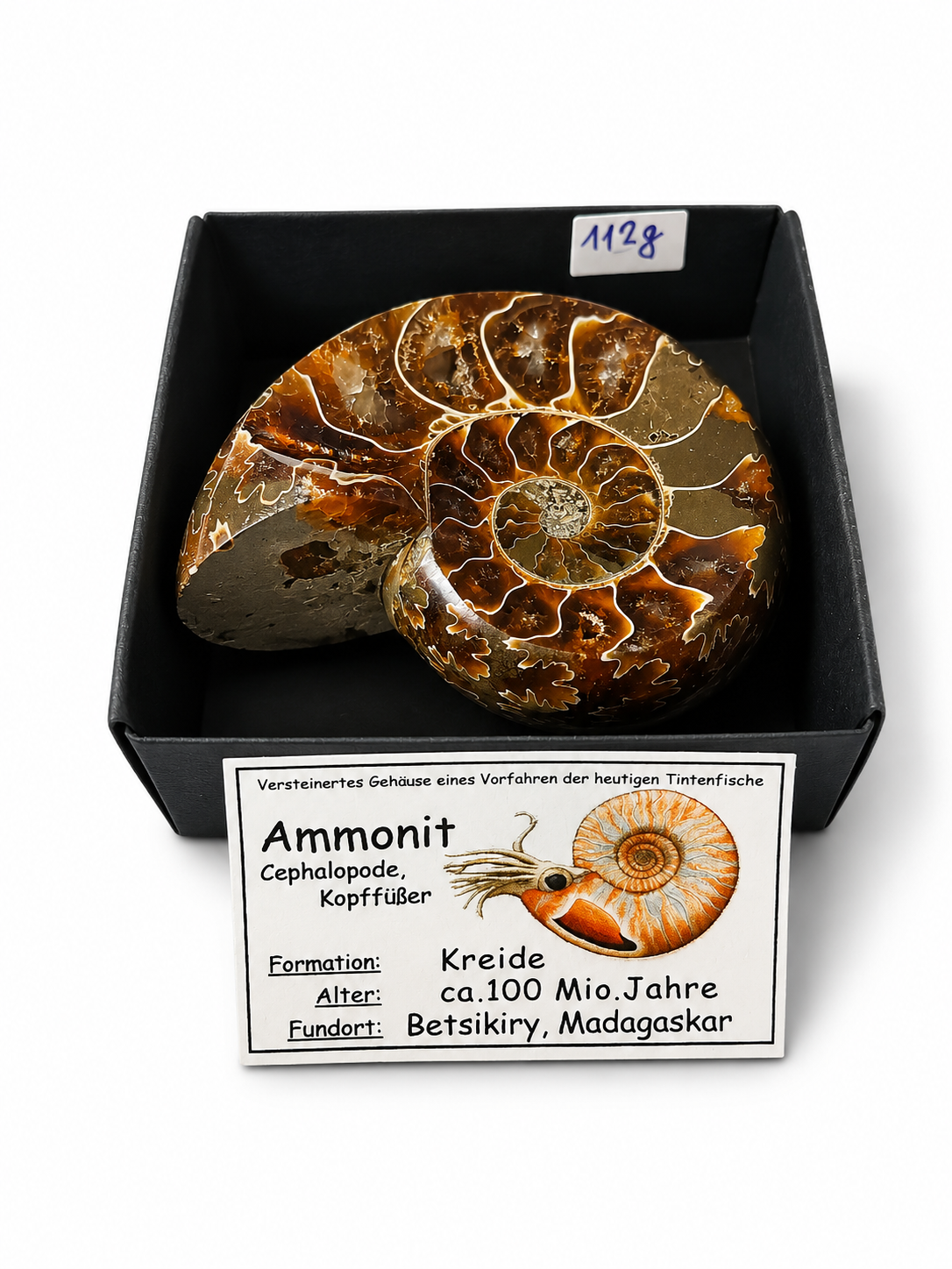 Amonit – leštěná fosilie z Madagaskaru, 112 g
