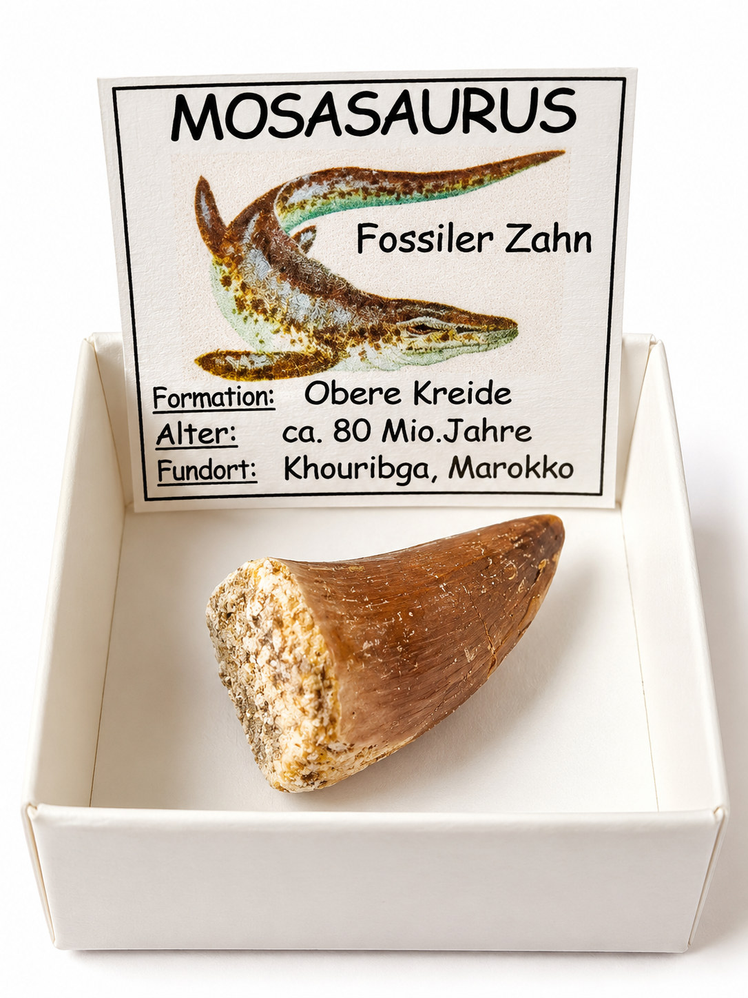 Mosasaurus fosilní zub v krabičce, vel. 2-3 cm