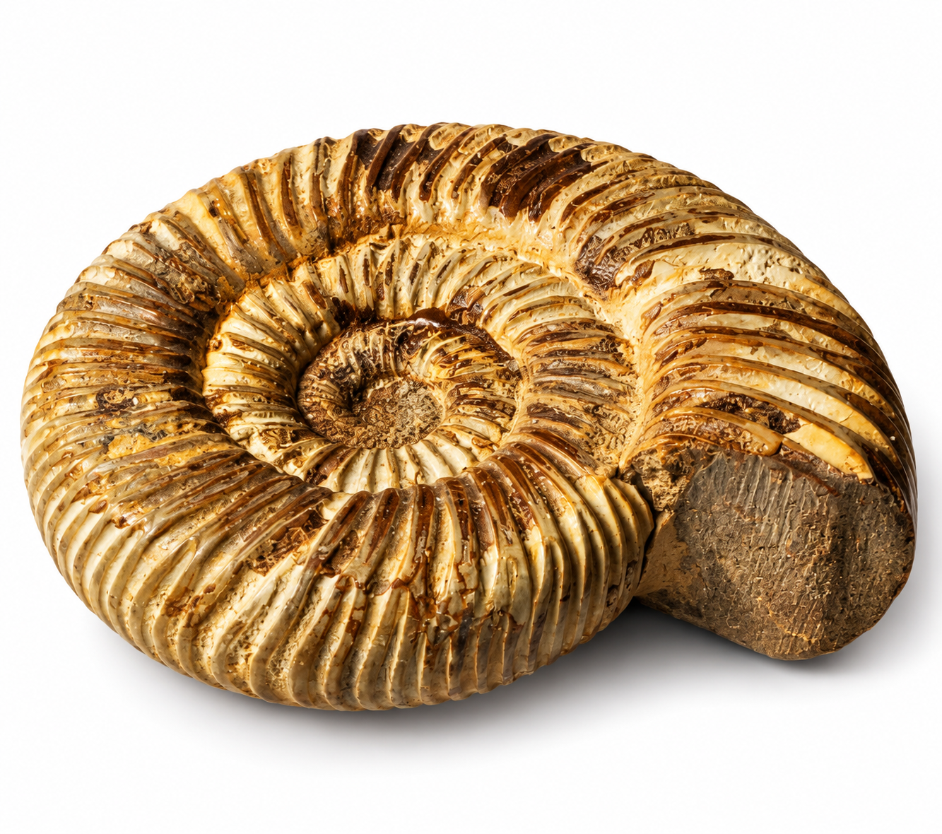 Amonit – přírodní zkamenělina z Maroka, 184 g
