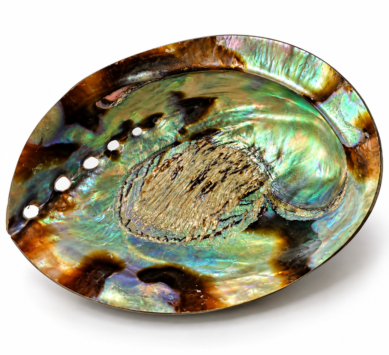 Mušle Paua Abalone – přírodní perleťová mušle z Nového Zélandu, 12 × 9 cm