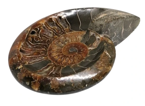 Exkluzivní miska z amonitu – leštěná fosilie 18 cm, 786 g | Amonitová dekorace