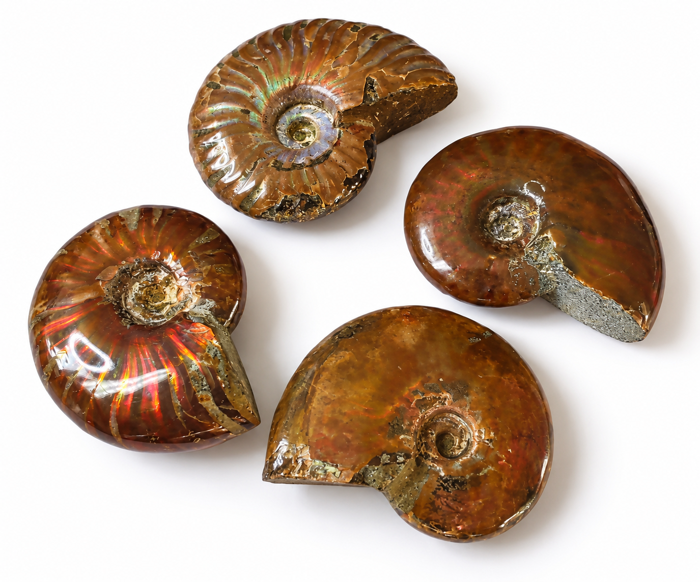 Amonit celý 4-5 cm s popisem v krabičce, Madagaskar