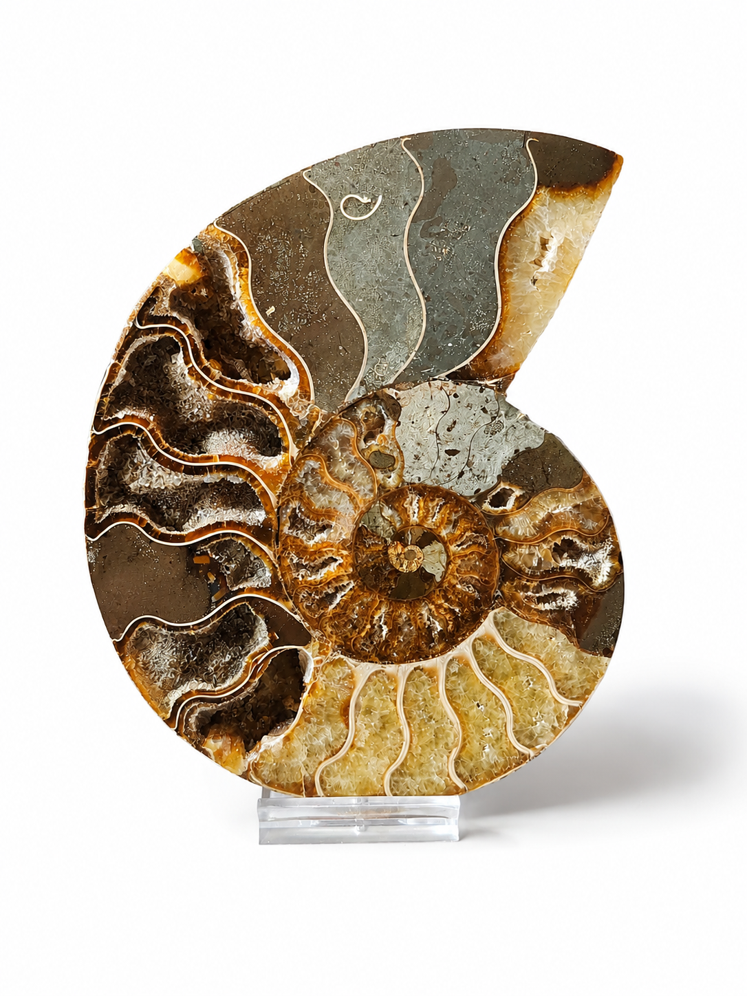 Amonit – velký pár 810 g | 14,5 × 11,5 × 1,8 cm | Madagaskar