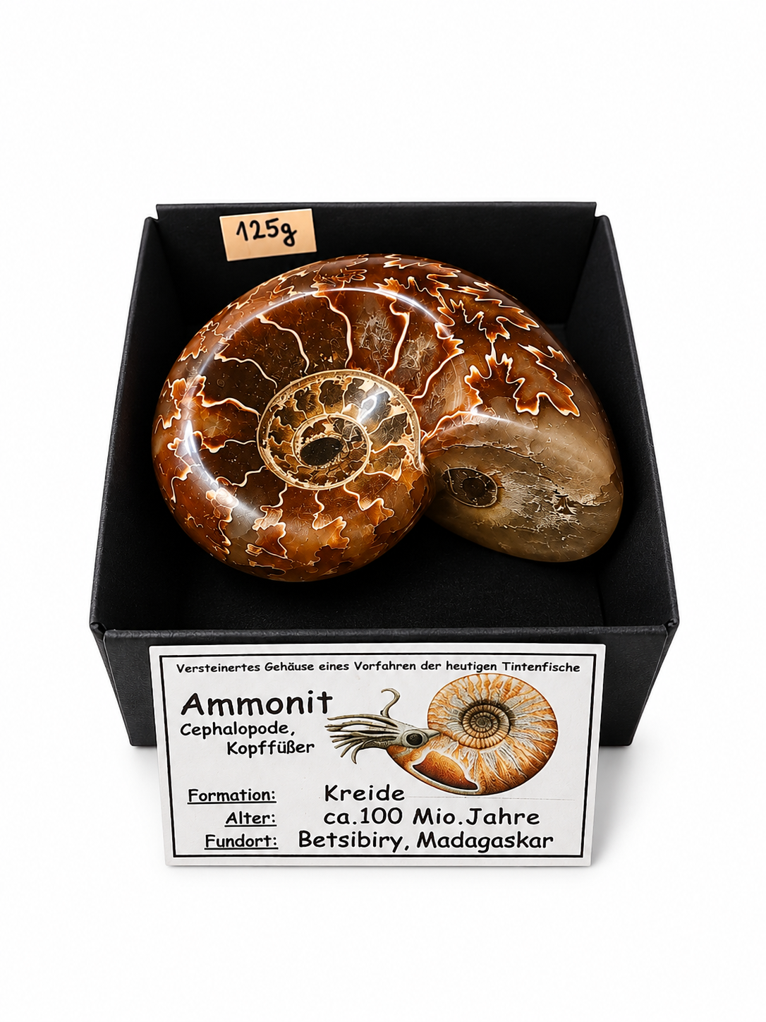 Amonit – leštěná fosilie z Madagaskaru, 125 g