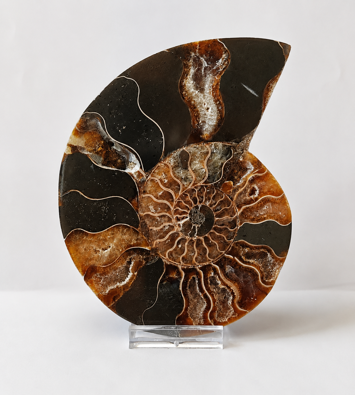 Amonit – velký pár 470 g | 13 × 10,5 × 1,5 cm | Madagaskar